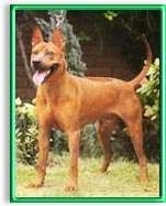 The front left side of a red Thai Ridgeback dog standing across a grass surface, its mouth is open, its tongue is out and it is looking to the left. It has a short coat, a line down its back, perk ears, a black nose and black lips.