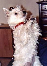 A West Highland White Terrier is standing on its hind legs on a bed.
