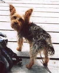 The back left side of a scruffy looking black with brown Yorkshire Terrier that is standing on a wooden porch. It is looking back. The dog has large perk ears with fringe hair coming from them.