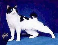 Hanna the Japanese Bobtail Longhair is standing in front of a blue backdrop, on a blue stand. It is looking to the right with its left back leg extended all the way out