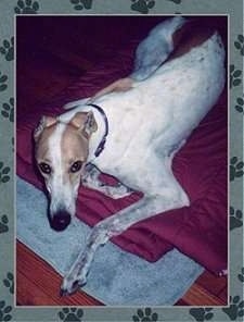 A white with tan Greyhound is laying on top of a blanket on a hardwood floor