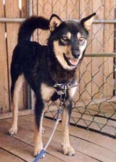 A black with tan Jindo is standing on a wooden porch with a chain link and a wooden fence next to it