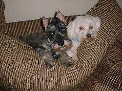 Two small dogs on a couch - A black with tan Miniature Schnauzer is laying on the back of a large couch pillow cushion and next to it is a white Maltese.