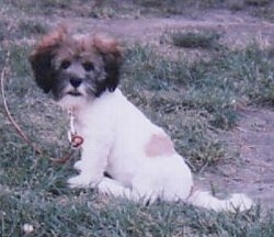 A white with brown and black Lhasa Apso puppy is sitting in grass and looking to the left of its body. Its head is dark in collar and its body is light colors.