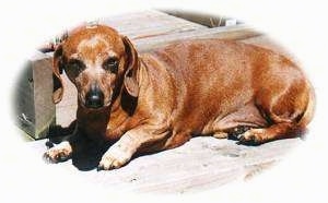 Duddy the Dachshund laying on a wooden porch