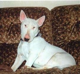 Buster the Bull Terrier sitting on a couch