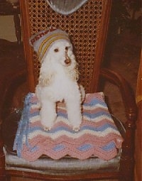 Celia the Poodle wearing a hat sitting on a blanket on a chair