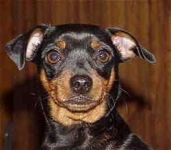 Close up head shot - a Miniature Pinscher puppy is sitting in front of a wooden wall.