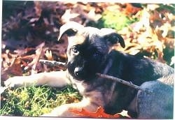 Close up front side view - The left side of a tan with black Shepherd Pit puppy that is laying in grass and it has a stick in its mouth. There are brown fallen leaves behind it.