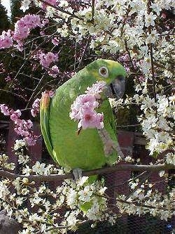 A yellow-crowned Amazon Parrot is standing on a tree limb. Its head is towards the right and it is looking forward. It has a stick with pink flowers on the end of it in its mouth.