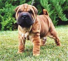 Front side view - A small, wrinkly, tan Chinese Shar-Pei puppy is standing across a field and it is looking forward. There is a bush behind it. The dog's tail is curled up over its back.