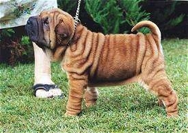 The left side of a very wrinkled, extra skinned, tan Chinese Shar-Pei puppy standing across grass looking up and there is a person behind it. The dog's tail is curled up over its back.