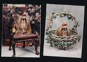 Left Photo - A longhaired tan with white Shih Tzu is sitting on a fancy chair, it has a red ribbon in its hair and it is looking forward. Right Photo - A tan with white Shih Tzu is sitting in a wicker basket, its has a red ribbon in its hair and it is looking up and to the right.