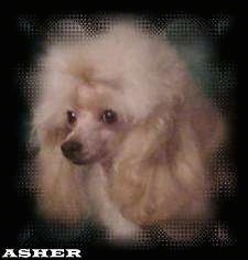 Close up head shot - A tan Toy Poodle dog looking to the left. The dog has fluffy teased hair on its head, long soft drop ears, shorter hair on its muzzle, a black nose and round black eyes.