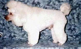 The left side of a white Toy Poodle that is standing across a stone surface, its head is level with its body and it is looking to the left. It has a fluffy pom pom of hair on the end of its tail and long thick hair on its head.