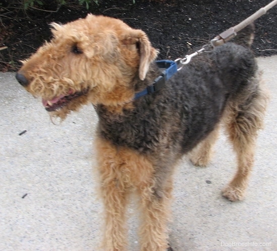 Front side view of a soft looking wavy coated dog with its small fold over ears pinned back, small dark eyes, a long muzzle that goes from its forehead straight to its nose with no dip in the snout standing on a sidewalk looking to the left.