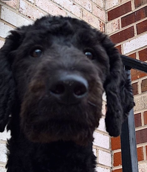 A curly coated, wavy black dog with round black eyes and a big black nose sitting on the step in front of a brick house. Its ears hang down to the sides.