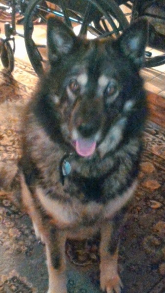 A thick coated, fluffy, perk eared, black and gray dog with a black nose and brown eyes sitting inside a house on a carpet. Its mouth is open and its tongue is hanging out.