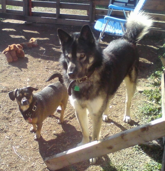 A thick coated, fluffy, perk eared, black and gray dog with a black nose and brown eyes standing outside in dirt next to a small short legged dog. Both dogs have their tails curled up over their backs.