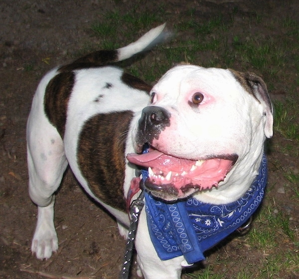 The front right side of a brindle and white American Bulldog that is standing across patches of grass, its mouth is open, its tongue is out, it is looking up and to the left.