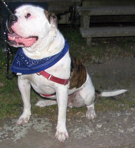 The front left side of a brindle and white American Bulldog that is sitting on a sidewalk. Its mouth is open, its tongue is out, it is looking up and to the left.