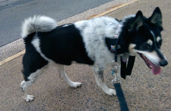 The front right side of a black, white with tan  American Eagle Dog that is outside on a sidewalk. Its tail is curled over its back and it is panting.