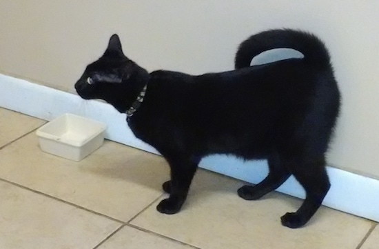 Side view - a black cat with a shiny coat and yellow eyes looking forward. It has a very long tail that curls over its back almost laying flat over the top. There is a square plastic white empty food dish against the wall in front of it. The cat is wearing a black collar.