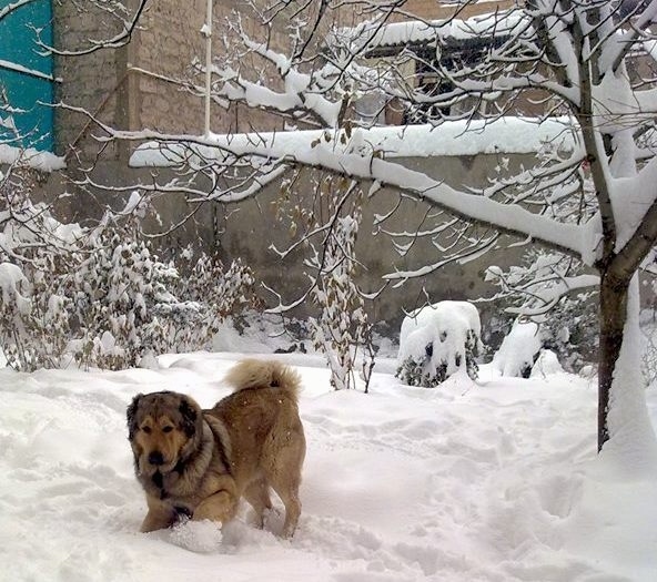 A thick-coated tan with black Armenian Gampr is playing in deep snow out in a yard next to a tree behind it.