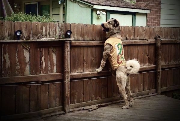 The back left side of a tan with black Armenian Gampr that is standing up against a wooden fence, it is wearing a t-shirt and it is looking over the fence.