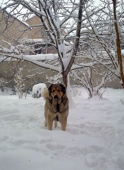 A tan with black Armenian Gampr is standing in deep snow, it is looking forward and there is a tree covered in snow behind it.
