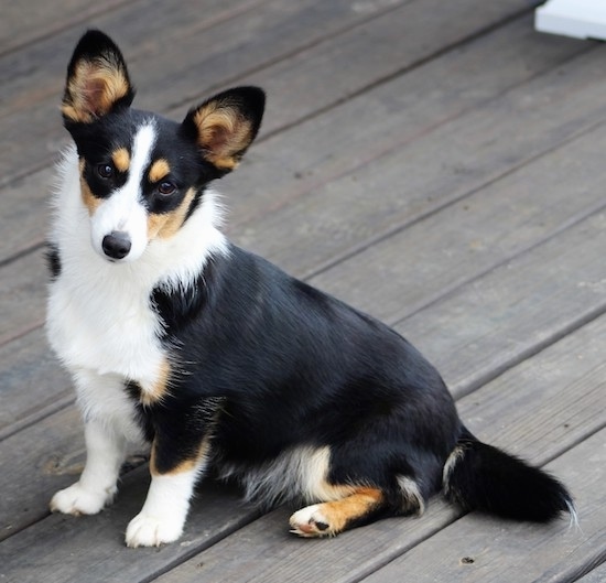 The left side of a black with white and tan Aussie-Corgi that is sitting across a hardwood porch and it is looking forward.