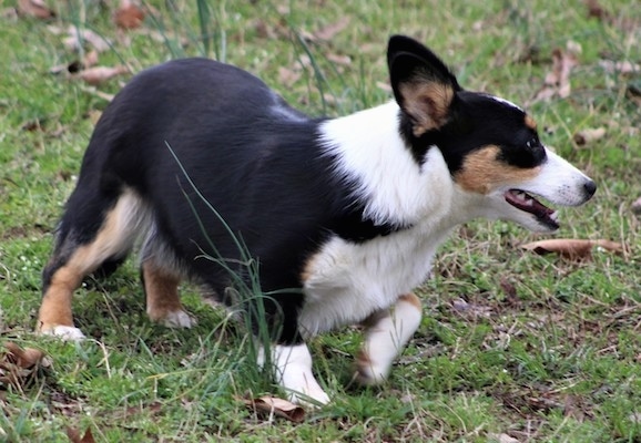 The front right side of a black with white and tan Aussie-Corgi that is walking to the right across a grass surface and it is looking to the right.