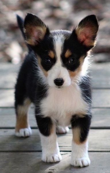 A black with white and tan Aussie-Corgi puppy that is standing on a wooden porch and it is looking forward.