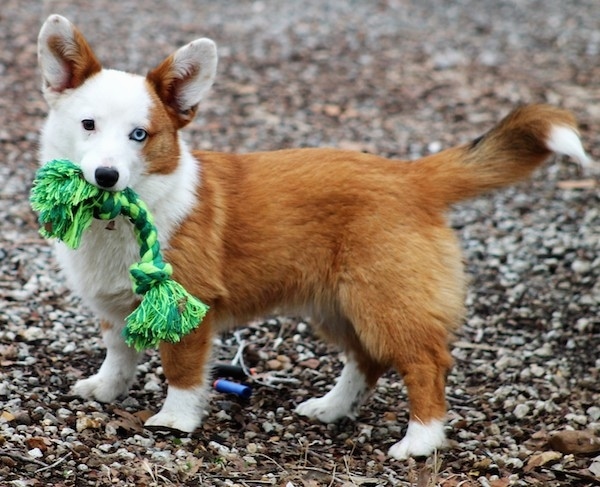 The left side of a red with white Aussie-Corgi puppy that is standing across a gravely surface, it is looking forward and it has a green rope toy in its mouth.