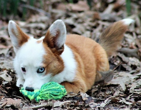 The front left side of a red with white Aussie-Corgi puppy that is laying on leaves, it is looking forward and it is chewing on a green rope toy