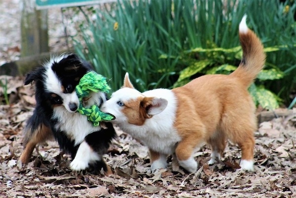 The left side of a red with white Aussie-Corgi puppy that is having a tug of war with a tri-color Aussie-Corgi puppy.
