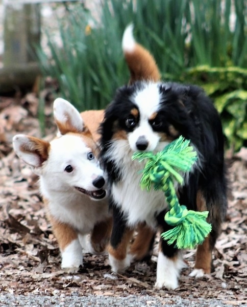 A tri-coloe Aussie-Corgi puppy is carring a green rope toy in its mouth and a red with white Aussie-Corgi puppy is walking alongside it trying to get the toy.