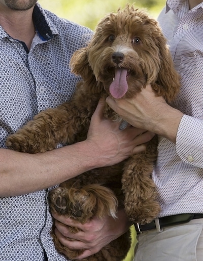 Two people are holding a thick, wavy-coated brown, long haired Australian Labradoodle in their arms. The Labradoodles tongue is out and it is looking forward.