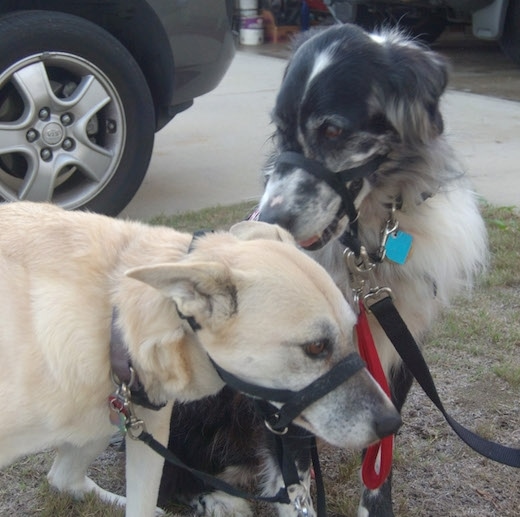 A black and white Australian Retriever is wearing a black gentle leader collar and it is sitting down next to a tan large breed dog who is wearing a black gentle leader collar. The Australian Retriever is sniffing the head of the large breed dog.