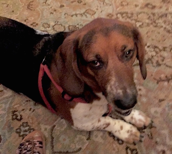 A short-legged tricolor black, tan and white hound dog laying on a tan oriental rug looking up at the camera.