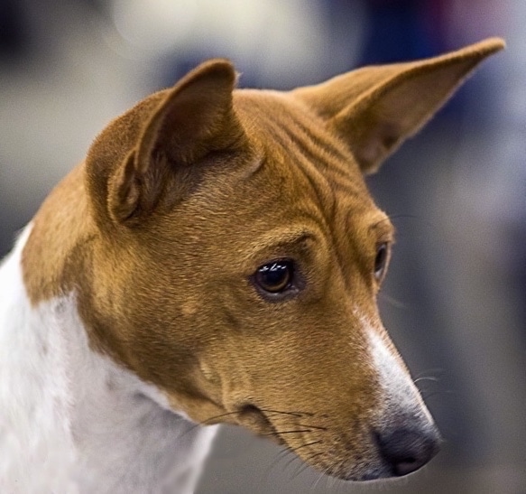 Close Up head shot of a thin snouted, brown-eyed dog wiht small perk ears looking to the left. The dog has a black nose.