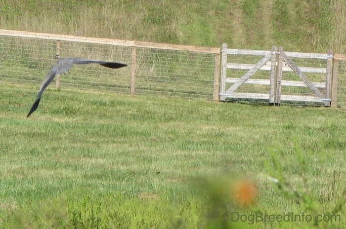 A large blue bird with its wings spread flying over a grassy field with a wooden and wire fence in the distance.