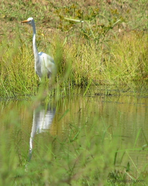 Front view of a tall white bird with a long skinny neck and a long orange beak standing at the edge of water in tall green grass. You can see the birds reflection in the water.