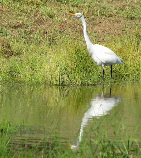 A tall white bird with a long skinny neck, long orange beak standing at the edge of a grassy pond bank with its reflection showing in the water below.