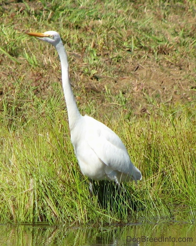 A tall white bird with a very long skinny neck and long legs with a long orange beak standing on the bank of a pond.
