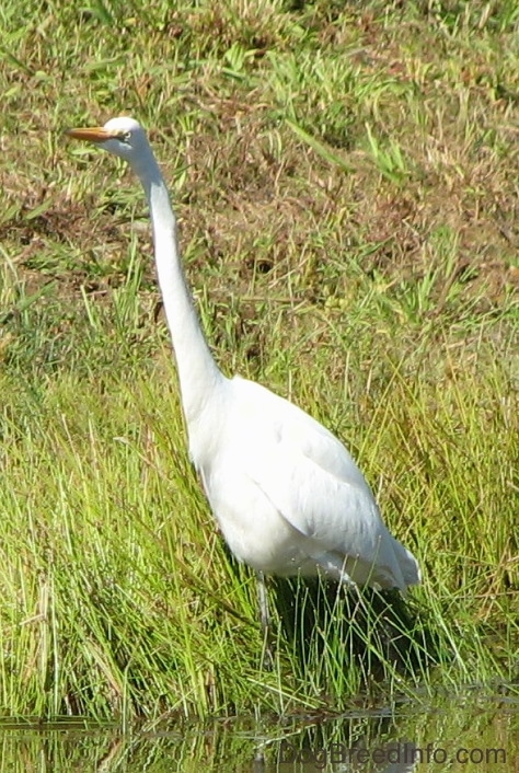 A large white bird with a long neck standing next to water. The bird has yellow eyes and a long orange beak.
