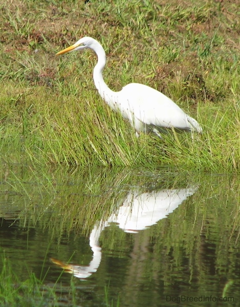 A large white bird with an orange beak and yellow eyes standing in tall grass next to water with the birds reflection showing in the water below. The birds neck is shaped like an S.