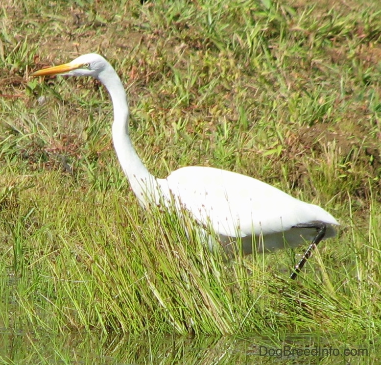 A large white bird with an orange beak and yellow eyes standing in tall grass next to water.