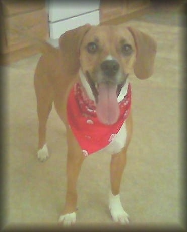 Front view of a happy, fawn and white dog with long hanging ears, wide round brown eyes and a black nose wearing a red bandanna standing in a kitchen