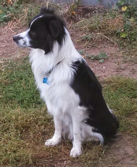 Side view of a medium-haired black and white dog sitting in the grass looking to the left. He has thick hair on his chest, fringe hair on his ears and a long snout with short hair and a black nose.